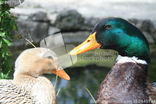 Image of Duck Couple