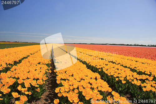 Image of yellow tulips in a field