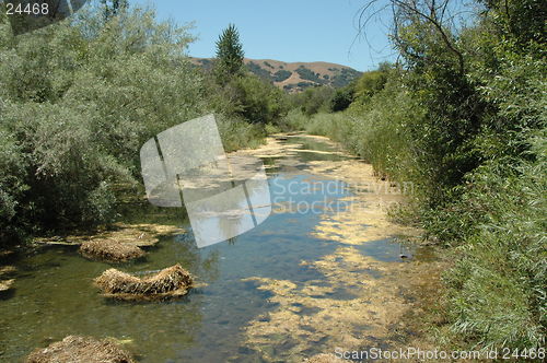 Image of Brackish stream