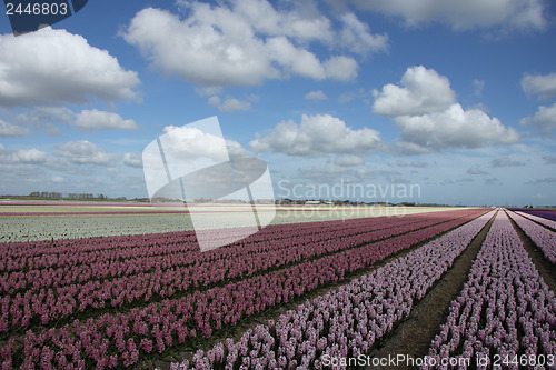 Image of Hyacints on a field