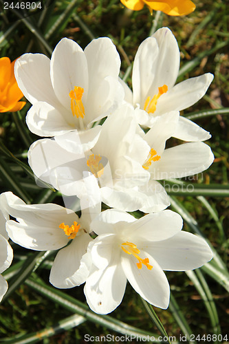 Image of White crocusus in spring sunlight