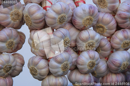 Image of Garlic