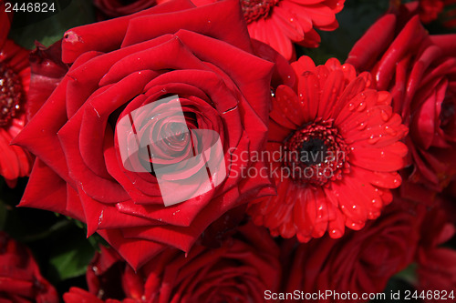 Image of Red roses and gerberas