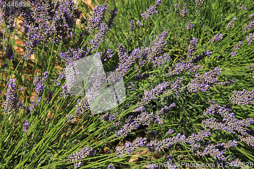 Image of Lavender fields near Sault, France