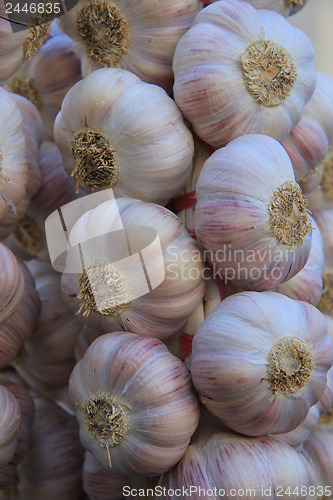 Image of Garlic