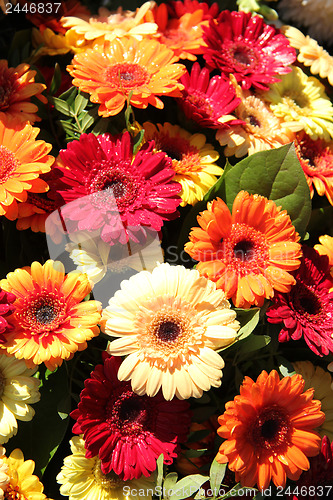 Image of Gerberas in red, orange and yellow