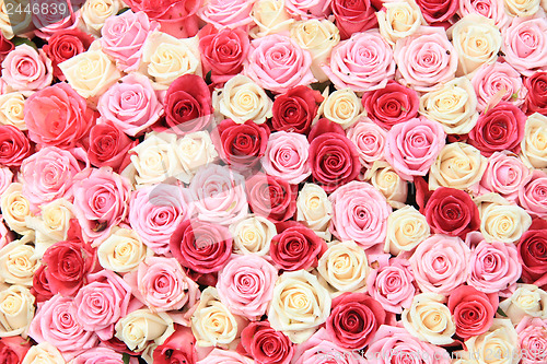 Image of White and pink roses in arrangement