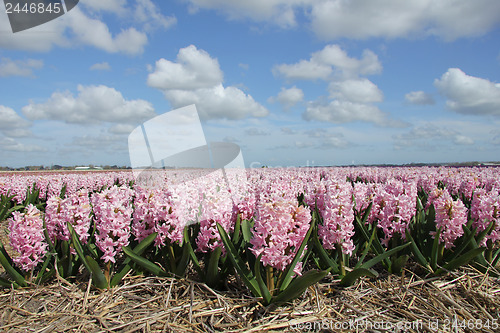 Image of pink hyacints