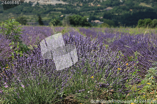 Image of Lavender fields near Sault, France