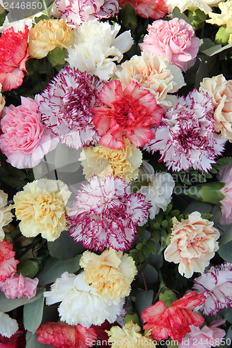 Image of Pastel carnations