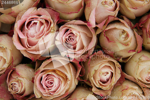 Image of Pale pink roses