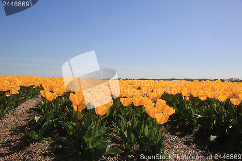 Image of yellow tulips in a field
