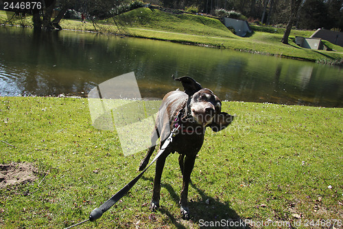 Image of German shorthaired pointer, female, wet after swimming in a pond