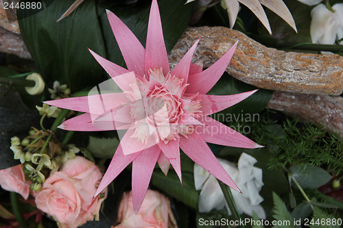 Image of Pink bromelia in a flower arrangement