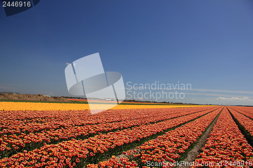 Image of Tulips in various colors on a field