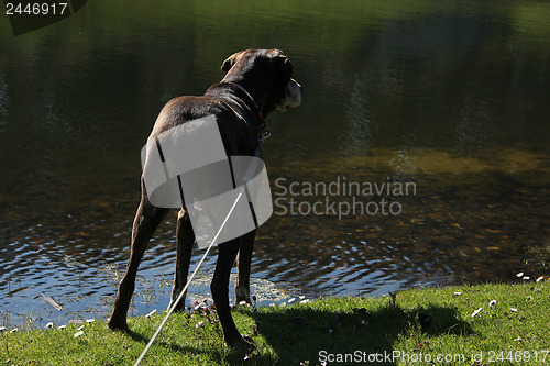 Image of German shorthaired pointer, female on the waterside