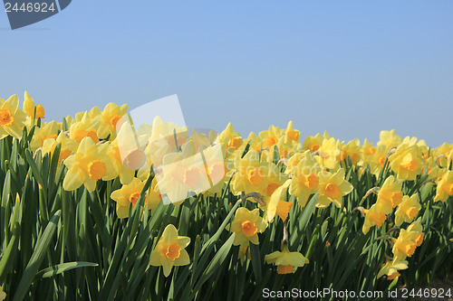 Image of Yellow daffodils in a field