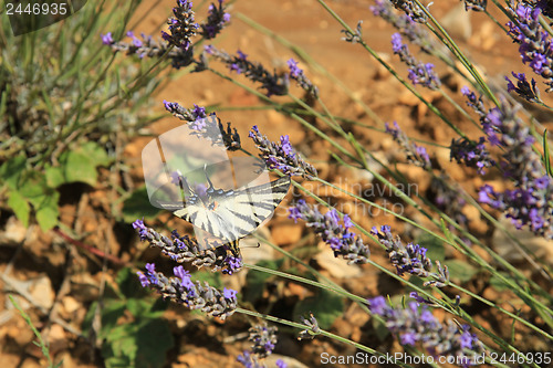 Image of Butterfly on lavender, Papilio machaon