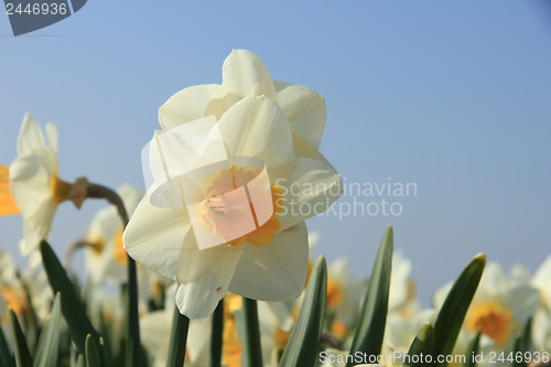 Image of White and yellow daffodil