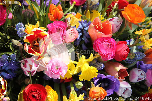 Image of Colorful spring flowers