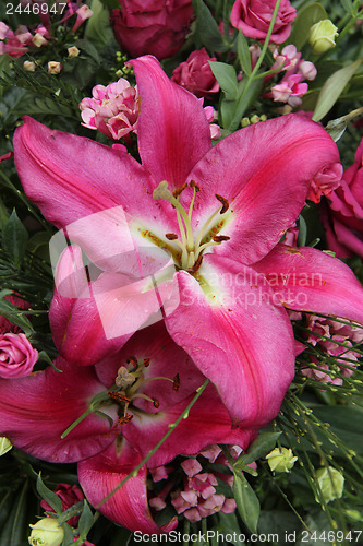 Image of Big pink lily