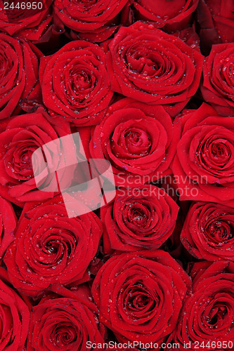 Image of Big group of red roses