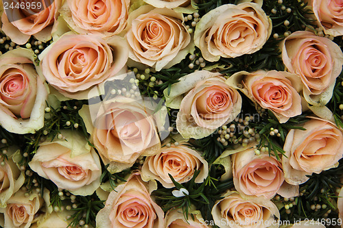 Image of pale pink wedding roses