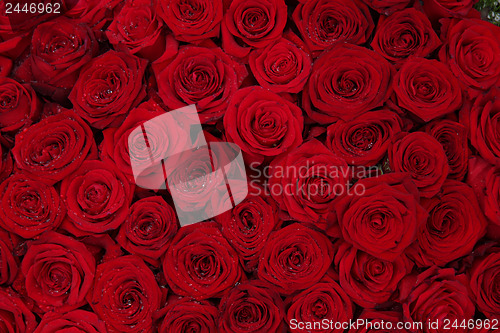 Image of Big group of red roses