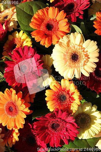 Image of Gerberas in red, orange and yellow