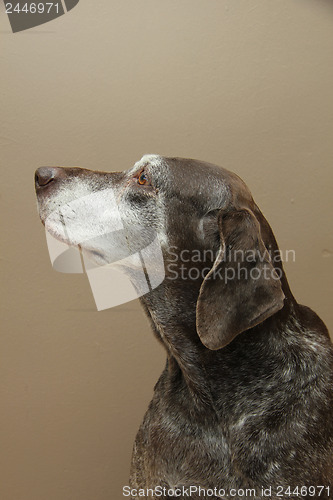 Image of German shorthaired pointer, female