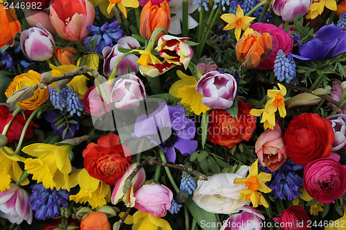 Image of Colorful spring flowers