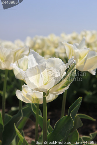 Image of White wedding flowers