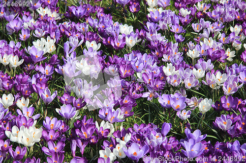 Image of Group of crocuses