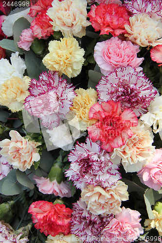 Image of Pastel carnations