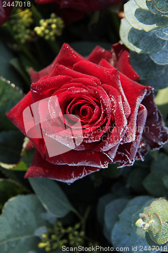 Image of Frosted red rose