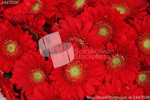 Image of Just red gerberas