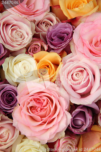 Image of Wedding roses in pastel colors