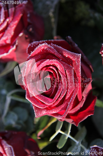 Image of Frosted red rose