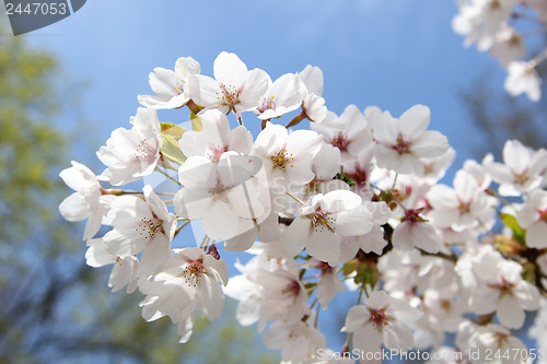 Image of White cherry blossom