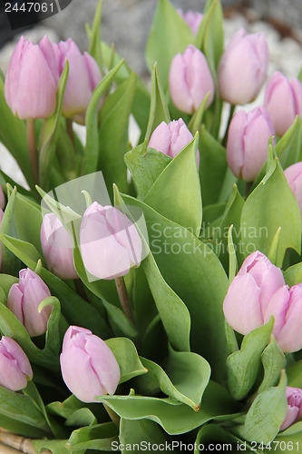 Image of purple tulip bouquet