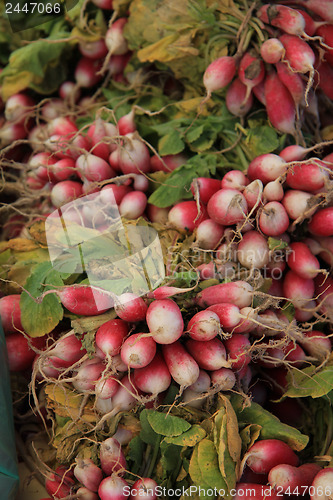 Image of Radish