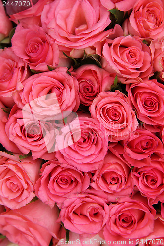 Image of Group of pink roses