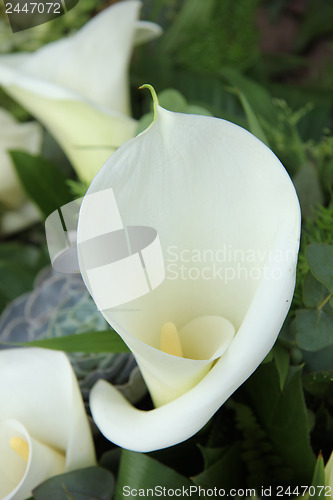 Image of White calla lillies