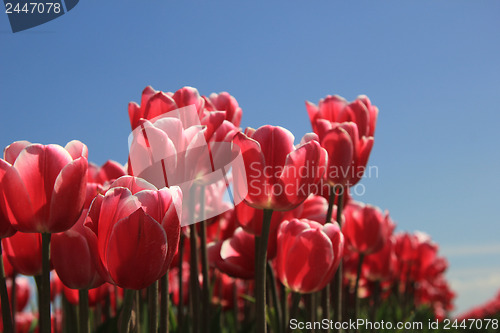 Image of Pink tulips in sunlight