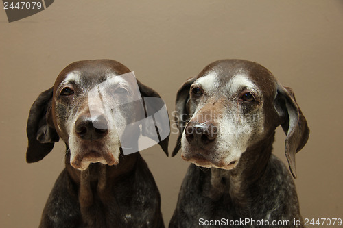 Image of Senior pointer Sisters, almost 13 years old