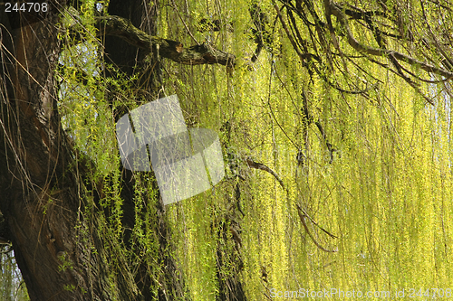 Image of Abstract willow texture