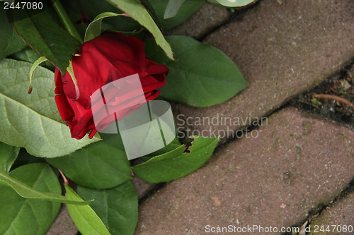 Image of Mourning red rose