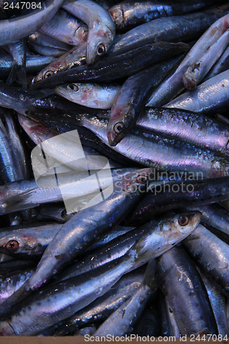 Image of Fresh pilchards at a market