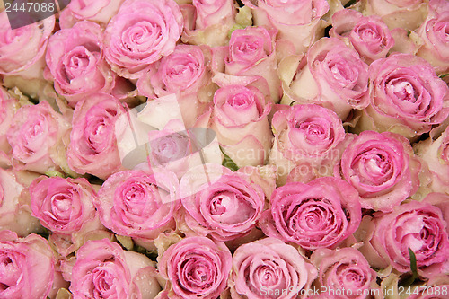 Image of Pink roses in a group