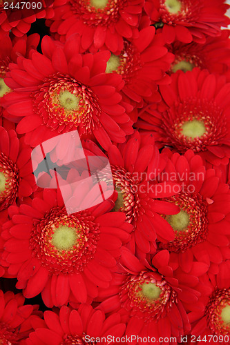 Image of Just red gerberas